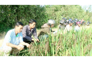 Giải pháp tổng thể điều tiết cung cầu nông sản